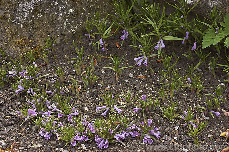 Polygonatum graminifolium, a spreading, rhizomatous, 10 x 20cm tall perennial forming small clumps that in spring bear fragrant pink flowers. This dwarf. Solomon's seal is native to the Himalayas and is an excellent rockery plant. Order: Asparagales, Family: Asparagaceae