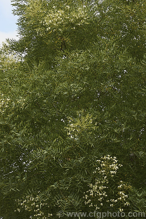 Order: Fabales, Family: Fabaceae