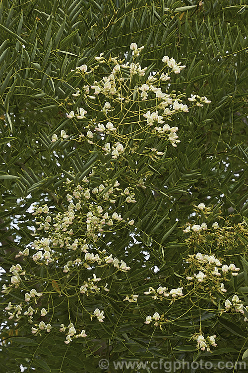 Order: Fabales, Family: Fabaceae