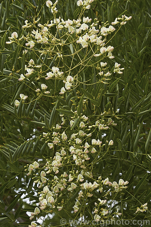 Order: Fabales, Family: Fabaceae-