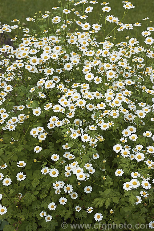 Feverfew (<i>Tanacetum parthenium [syn. Chrysanthemum parthenium]), a summer-flowering southern European perennial with strongly aromatic foliage long used in herbal medicine, principally as a headache cure. tanacetum-2130htm'>Tanacetum.