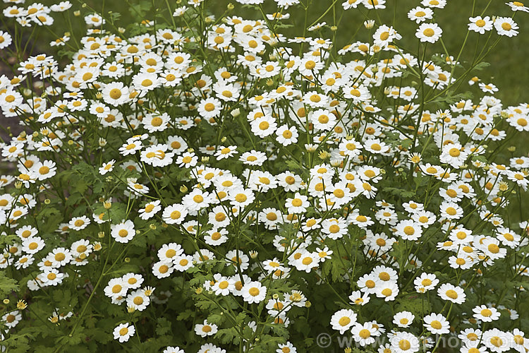 Feverfew (<i>Tanacetum parthenium [syn. Chrysanthemum parthenium]), a summer-flowering southern European perennial with strongly aromatic foliage long used in herbal medicine, principally as a headache cure. tanacetum-2130htm'>Tanacetum.