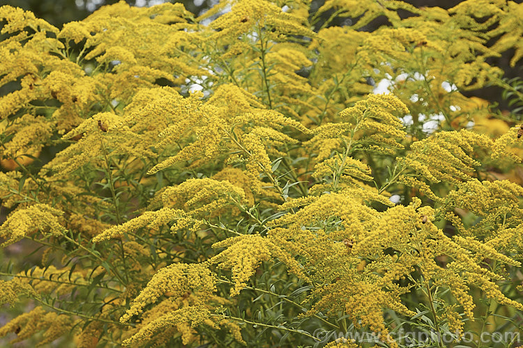 Goldenrod or Canada Goldenrod (<i>Solidago canadensis</i>), a 12-18m tall, late summer- to autumn-flowering herbaceous perennial native to North America where it occurs through much of the United States and well into Canada It naturalises freely and in some areas, particularly. China, it is considered a weed.