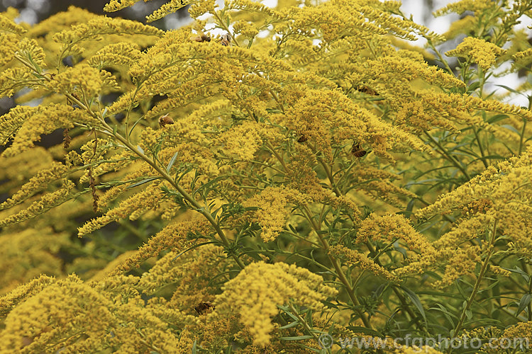 Goldenrod or Canada Goldenrod (<i>Solidago canadensis</i>), a 12-18m tall, late summer- to autumn-flowering herbaceous perennial native to North America where it occurs through much of the United States and well into Canada. It naturalises freely and in some areas, particularly China, it is considered a weed.