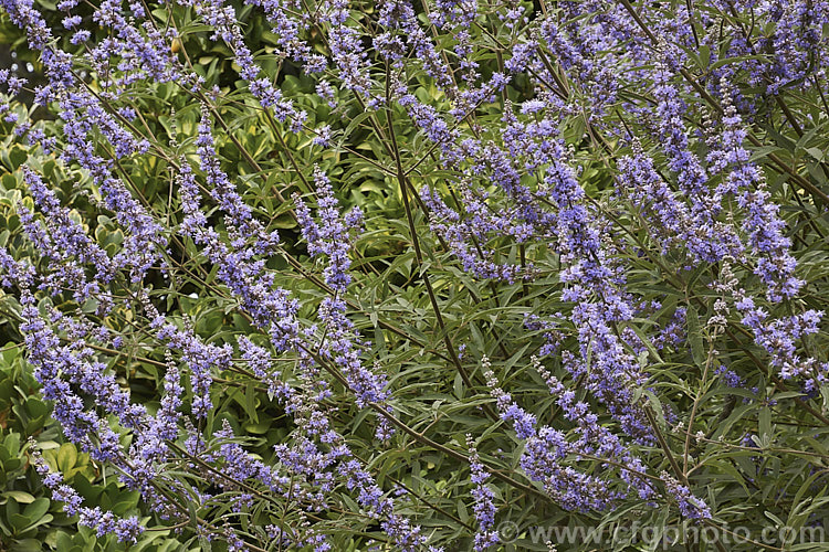 Chaste. Tree (<i>Vitex agnus-castus</i>), a late summer-flowering evergreen or semi-evergreen shrub or small tree to around 5m tall, with flower panicles to over 30cm long. Native to southern Europe it now occurs widely in the warm temperate regions and the subtropics. vitex-2927htm'>Vitex.