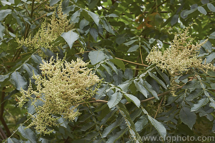 Flowerhead of Chinese Sumac, Chinese Gall or Nutgall (<i>Rhus chinensis</i>), a deciduous suckering. Chinese shrub up to 7m tall and nearly as wide, with multiple stems making thicket. The sprays of greenish white flowers appear in autumn and are followed by brilliant autumn foliage colour that lasts until the first heavy frosts. In its natural environment aphids cause galls to form and these are used in Chinese medicines. rhus-2719htm'>Rhus. <a href='anacardiaceae-plant-family-photoshtml'>Anacardiaceae</a>.