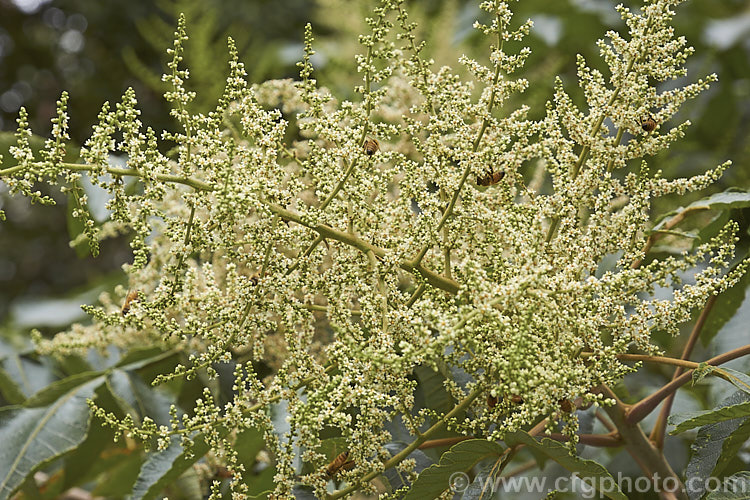 Flowerhead of Chinese Sumac, Chinese Gall or Nutgall (<i>Rhus chinensis</i>), a deciduous suckering. Chinese shrub up to 7m tall and nearly as wide, with multiple stems making thicket. The sprays of greenish white flowers appear in autumn and are followed by brilliant autumn foliage colour that lasts until the first heavy frosts. In its natural environment aphids cause galls to form and these are used in Chinese medicines. rhus-2719htm'>Rhus. <a href='anacardiaceae-plant-family-photoshtml'>Anacardiaceae</a>.