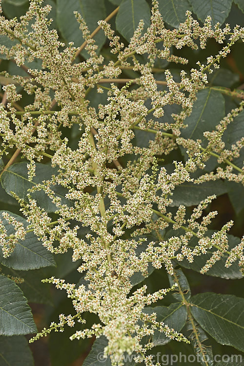 Flowerhead of Chinese Sumac, Chinese Gall or Nutgall (<i>Rhus chinensis</i>), a deciduous suckering. Chinese shrub up to 7m tall and nearly as wide, with multiple stems making thicket. The sprays of greenish white flowers appear in autumn and are followed by brilliant autumn foliage colour that lasts until the first heavy frosts. In its natural environment aphids cause galls to form and these are used in Chinese medicines. rhus-2719htm'>Rhus. <a href='anacardiaceae-plant-family-photoshtml'>Anacardiaceae</a>.