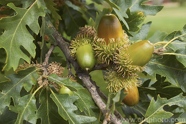 Turkey Oak (<i>Quercus cerris</i>) with near-mature acorns. This deciduous tree, up to 40m tall, is native to central and southern Europe and western Asia