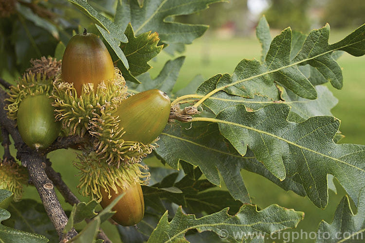 Turkey Oak (<i>Quercus cerris</i>) with near-mature acorns. This deciduous tree, up to 40m tall, is native to central and southern Europe and western Asia