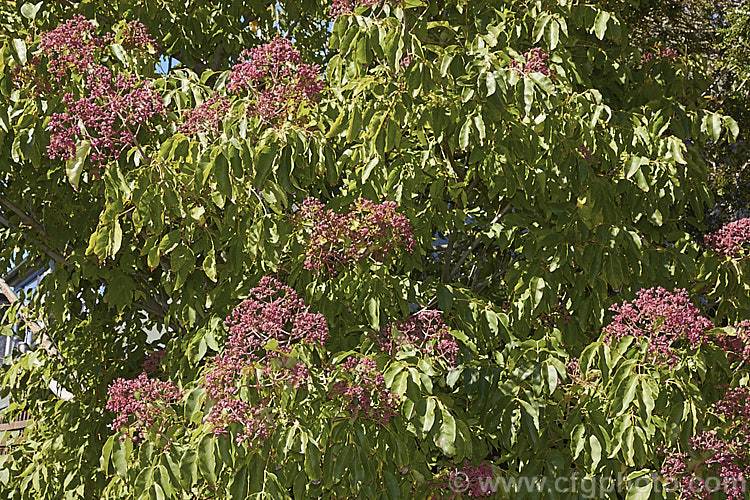 Korean Euodia or Korean Evodia (<i>Tetradium daniellii [syn. Tetradium hupehensis]) in early autumn with maturing fruit. This species is a deciduous tree up to 20m tall, though usually far smaller in cultivation. Native to Korea and nearby parts of China. Large sprays of small, white to greenish-cream flowers open in spring and are followed by dry, lobed fruits that redden as they ripen and eventually split open to reveal the seeds. tetradium-3355htm'>Tetradium.