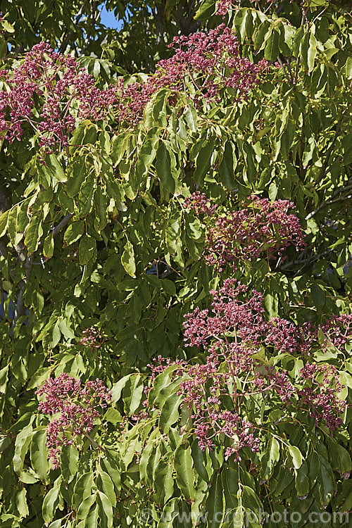 Korean Euodia or Korean Evodia (<i>Tetradium daniellii [syn. Tetradium hupehensis]) in early autumn with maturing fruit. This species is a deciduous tree up to 20m tall, though usually far smaller in cultivation. Native to Korea and nearby parts of China. Large sprays of small, white to greenish-cream flowers open in spring and are followed by dry, lobed fruits that redden as they ripen and eventually split open to reveal the seeds. tetradium-3355htm'>Tetradium.