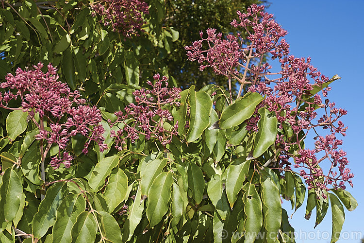 Korean Euodia or Korean Evodia (<i>Tetradium daniellii [syn. Tetradium hupehensis]) in early autumn with maturing fruit. This species is a deciduous tree up to 20m tall, though usually far smaller in cultivation. Native to Korea and nearby parts of China. Large sprays of small, white to greenish-cream flowers open in spring and are followed by dry, lobed fruits that redden as they ripen and eventually split open to reveal the seeds. tetradium-3355htm'>Tetradium.