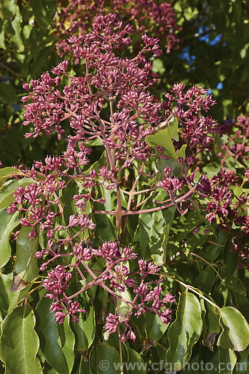 Korean Euodia or Korean Evodia (<i>Tetradium daniellii [syn. Tetradium hupehensis]) in early autumn with maturing fruit. This species is a deciduous tree up to 20m tall, though usually far smaller in cultivation. Native to Korea and nearby parts of China. Large sprays of small, white to greenish-cream flowers open in spring and are followed by dry, lobed fruits that redden as they ripen and eventually split open to reveal the seeds. tetradium-3355htm'>Tetradium.