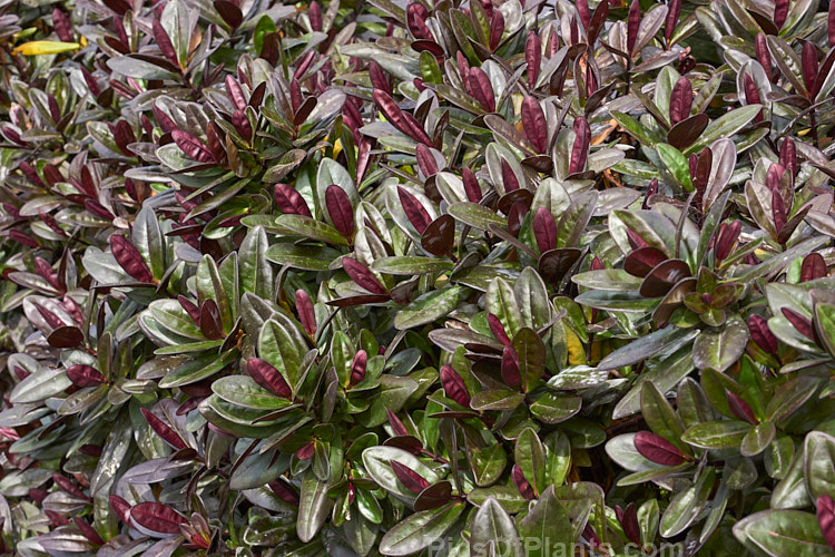 <i>Veronica</i> (syn. <i>Hebe</i>) 'Black Beauty' (syn. 'Darkest of All'), a <i>Veronica speciosa</i> hybrid with deep purple-bronze foliage that darkens in winter. The flower spikes are purple-blue and are most abundant in early summer. 'Black Beauty' grows to around 1m high and wide. Order: Lamiales, Family: Plantaginaceae