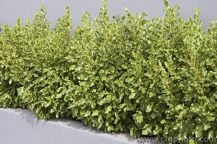A group of young. Kapuka or Broadleaf (<i>Griselinia littoralis</i>) plants in a trough at the base of a wall. This evergreen shrub or small tree, 5-15m tall, is native to New Zealand Often an epiphyte in the wild, it is cultivated for its large, tough, leathery leaves and can be used for hedging. Individually, its green flowers are inconspicuous, but they are massed together in large head and are followed by purple-black berries. griselinia-2290htm'>Griselinia. <a href='griseliniaceae-plant-family-photoshtml'>Griseliniaceae</a>.