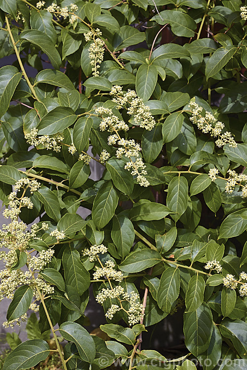 Wilford's Threewingnut or Thunder. God. Vine (<i>Tripterygium wilfordii</i>), a vigorous, scrambling, deciduous vine. It is native to Taiwan, nearby parts of southern China and the highlands of northern Burma. The panicles of tiny cream flowers open in midsummer and are followed by small, green, three-winged seed capsules that redden when mature. Extracts of this plant are being tested for a variety of medicinal uses. tripterygium-3370htm'>Tripterygium. <a href='celastraceae-plant-family-photoshtml'>Celastraceae</a>.