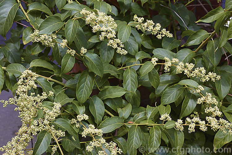 Wilford's Threewingnut or Thunder. God. Vine (<i>Tripterygium wilfordii</i>), a vigorous, scrambling, deciduous vine. It is native to Taiwan, nearby parts of southern China and the highlands of northern Burma. The panicles of tiny cream flowers open in midsummer and are followed by small, green, three-winged seed capsules that redden when mature. Extracts of this plant are being tested for a variety of medicinal uses. tripterygium-3370htm'>Tripterygium. <a href='celastraceae-plant-family-photoshtml'>Celastraceae</a>.