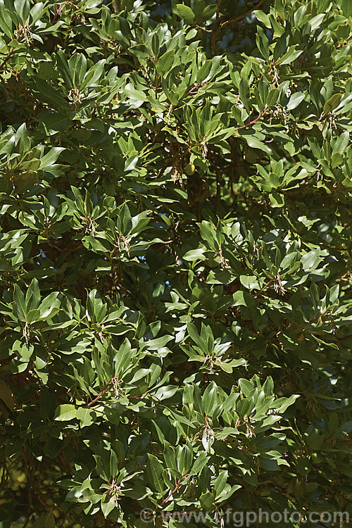 The mature foliage of Arbutus andrachne, an evergreen tree to 12m tall found from southeastern Europe to western Asia. It is similar to the commonly grown. Strawberry Tree (<i>Arbutus unedo</i>), but is larger and its fruits are smaller, maturing to orange or light red, not deep red. Its flowers are cream rather than white. This species will hybridise with A unedo and the resultant cross is known as Arbutus x andrachnoides. Order: Ericales, Family: Ericaceae