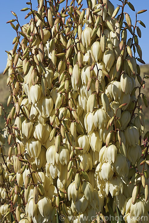 Spanish Dagger, Roman Candle or Palm. Lily (<i>Yucca gloriosa</i>), a spear-leaved autumn-flowering perennial native to the southeastern United States. The flower stems are up to 25m tall and the leaves, which have only very fine teeth and few if any filaments, are up to 60cm long.