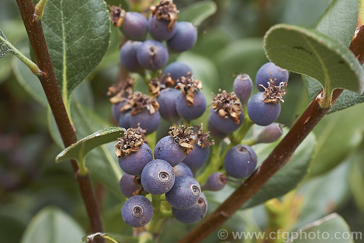 The fruit of Rhaphiolepis umbellata, an evergreen shrub native to Japan and Korea. The black olive-like fruits develop from white flowers that open in spring and early summer