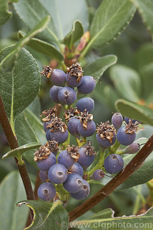 The fruit of Rhaphiolepis umbellata, an evergreen shrub native to Japan and Korea. The black olive-like fruits develop from white flowers that open in spring and early summer