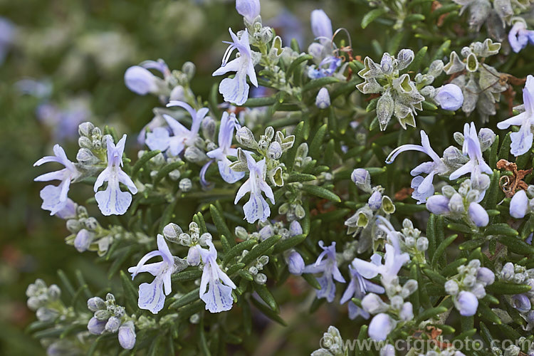 Prostrate Rosemary or Trailing Rosemary (<i>Salvia rosmarinus</i> var. <i>prostrata</i> [syn. <i>Rosmarinus officinalis</i> var. <i>prostrata</i>]), a low, spreading form of a Mediterranean shrub, the flowers and foliage of which are used for fragrance and herbal purposes. Order: Lamiales, Family: Lamiaceae