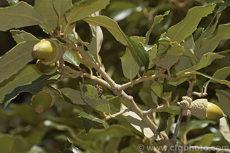 The foliage and mature acorns of the Himalayan White Oak (<i>Quercus leucotrichophora</i>), a 10-24m high evergreen tree native to the Himalayan region. Order: Fagales, Family: Fagaceae