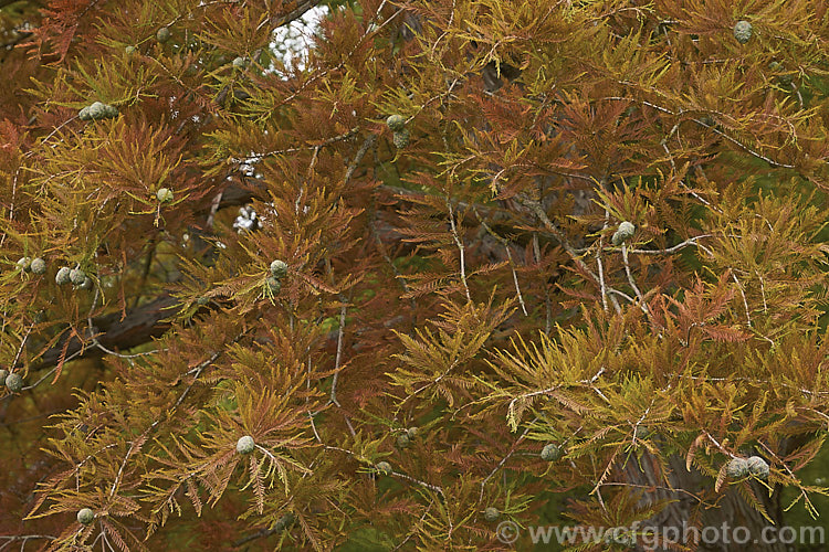 Autumn foliage and maturing cones of the Swamp Cypress or Bald. Cypress (<i>Taxodium distichum</i>), one of the few deciduous conifers. Capable of growing in shallow water, this species is native to the southeast United States. taxodium-2129htm'>Taxodium. Order: Pinales, Family: Cupressaceae