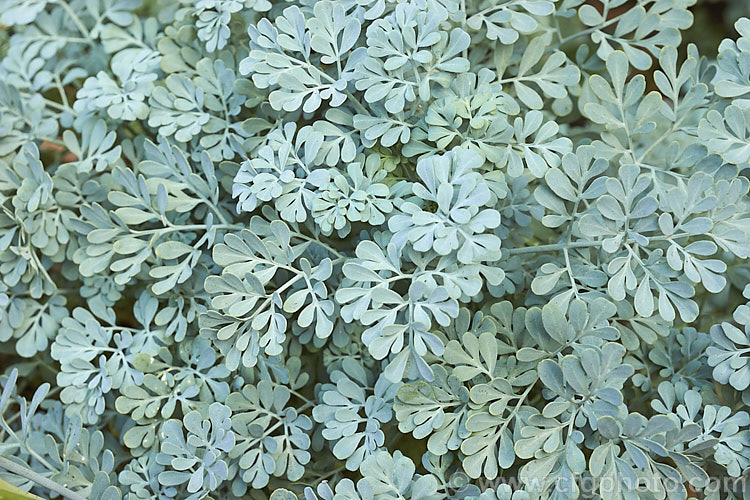 Ruta graveolens 'Jackman's Blue', a very glaucous-foliaged cultivar of Common Rue or Herb of Grace, 20-50cm tall subshrub found from southeastern Europe to the Balkans. It has medicinal uses but can be toxic. Order: Sapindales, Family: Rutaceae