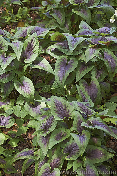 Viola 'Heartthrob', a very boldly marked and textured herbaceous perennial that is a wonderful plant for woodland gardens. The small flowers are very much incidental to the striking foliage. viola-2165htm'>Viola. <a href='violaceae-plant-family-photoshtml'>Violaceae</a>.