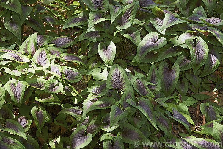 Viola 'Heartthrob', a very boldly marked and textured herbaceous perennial that is a wonderful plant for woodland gardens. The small flowers are very much incidental to the striking foliage. viola-2165htm'>Viola. <a href='violaceae-plant-family-photoshtml'>Violaceae</a>.