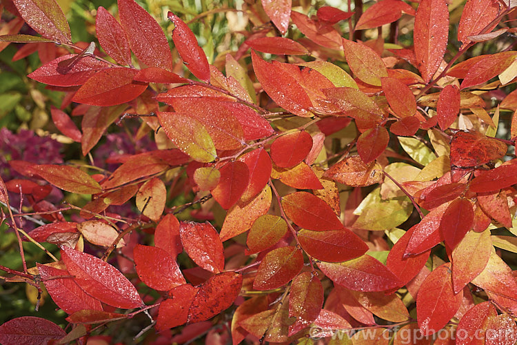 Gaultheria yunnanensis, a 1 to 15m tall evergreen or semi-evergreen spring-flowering shrub native to southwestern China. Small black fruits follow the white flowers. The foliage colours in autumn, as shown here, but most of the leaves are retained on the plant over winter. gaultheria-2404htm'>Gaultheria. Order: Ericales, Family: Ericaceae