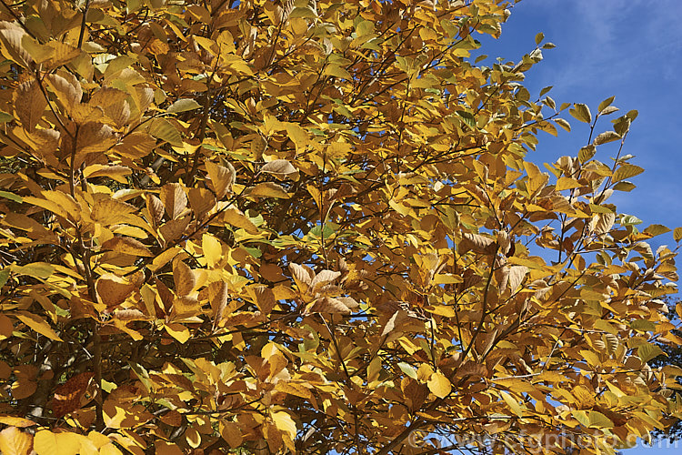 The autumn foliage of the Whitebeam (<i>Sorbus aria</i>), a deciduous tree from the mountains of Europe. The white spring flowers are followed by 10-12-mm diameter, orange-red fruit that matures from early autumn. Of the fruit has fallen or been taken by birds before the leaves colour. sorbus-2143htm'>Sorbus.