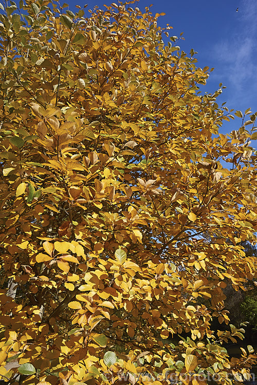 The autumn foliage of the Whitebeam (<i>Sorbus aria</i>), a deciduous tree from the mountains of Europe. The white spring flowers are followed by 10-12-mm diameter, orange-red fruit that matures from early autumn. Of the fruit has fallen or been taken by birds before the leaves colour. sorbus-2143htm'>Sorbus.