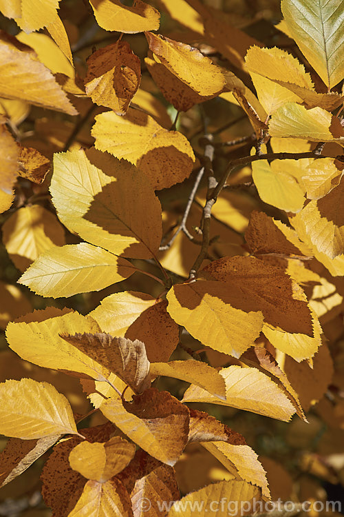 The autumn foliage of the Whitebeam (<i>Sorbus aria</i>), a deciduous tree from the mountains of Europe. The white spring flowers are followed by 10-12-mm diameter, orange-red fruit that matures from early autumn. Of the fruit has fallen or been taken by birds before the leaves colour. sorbus-2143htm'>Sorbus.