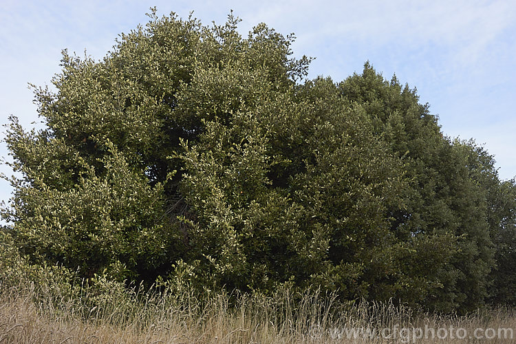 Holm Oak or Holly-leaved Oak (<i>Quercus ilex</i>) in late autumn. An evergreen oak, 15-25m tall, and native to the Mediterranean region, the Holm Oak is among the hardier evergreen oaks. Order: Fagales, Family: Fagaceae