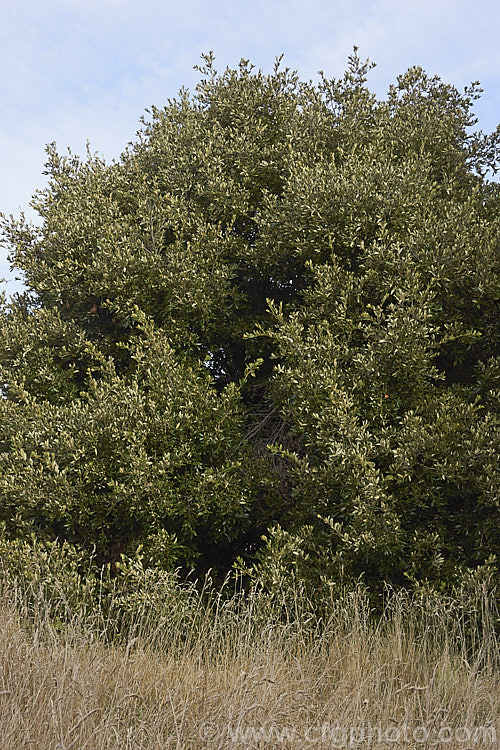 Holm Oak or Holly-leaved Oak (<i>Quercus ilex</i>) in late autumn. An evergreen oak, 15-25m tall, and native to the Mediterranean region, the Holm Oak is among the hardier evergreen oaks. Order: Fagales, Family: Fagaceae