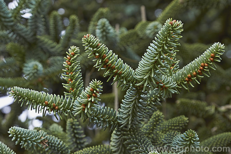 Close-up of the foliage of the Spanish Fir or Hedgehog Fir (<i>Abies pinsapo</i>) in autumn, with pollen cone buds. This 35m tall coniferous tree is native to southern Spain and northern Morocco. In the southern part of its range, it occurs at elevations of up to 2100m. There are many cultivated forms. Order: Pinales, Family: Pinaceae