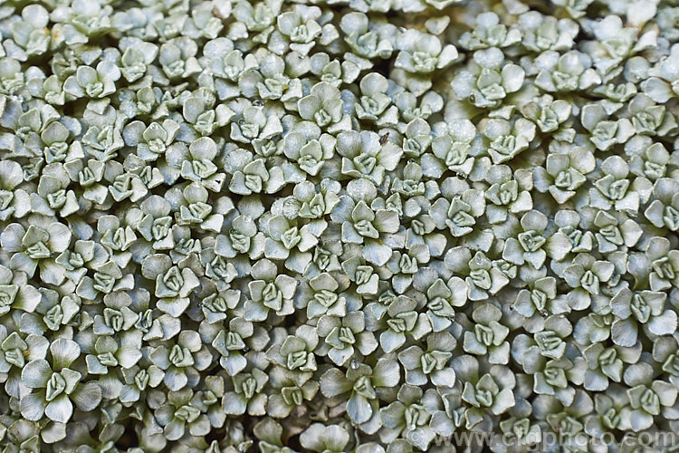Raoulia hookeri, a low, spreading scabweed that forms a mat of fine silver-grey foliage rosettes. It can grow to 60cm wide and is a New Zealand native found the central North Island southwards from sea level to 1800m. It prefers to grow in sandy or gravelly soil and is often found in riverbeds, where its silver-grey colouration makes it hard to see among the similarly coloured stones and pebbles. Minute white to cream flowerheads appear from spring