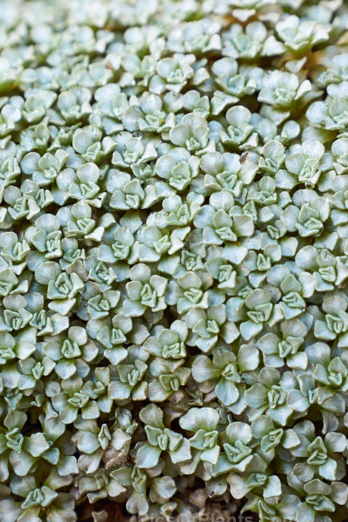 <i>Raoulia hookeri</i>, a low, spreading scabweed that forms a mat of fine silver-grey foliage rosettes. It can grow to 60cm wide and is a New Zealand native found the central North Island southwards from sea level to 1800m. It prefers to grow in sandy or gravelly soil and is often found in riverbeds, where its silver-grey colouration makes it hard to see among the similarly coloured stones and pebbles. Minute white to cream flowerheads appear from spring. Order: Asterales, Family: Asteraceae