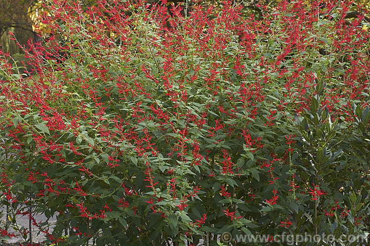 Pineapple Sage or Tangerine Sage (<i>Salvia elegans [syn. Salvia rutilans]), an aromatic autumn-flowering perennial or subshrub native to Mexico and Guatemala where it occurs in pine forests at elevations of 1800-2700m. It can grow to 2m high and wide, flowers over a long period and its foliage emits a pineapple scent when crushed. Order: Lamiales, Family: Lamiaceae