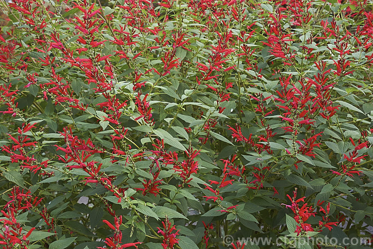 Pineapple Sage or Tangerine Sage (<i>Salvia elegans [syn. Salvia rutilans]), an aromatic autumn-flowering perennial or subshrub native to Mexico and Guatemala where it occurs in pine forests at elevations of 1800-2700m. It can grow to 2m high and wide, flowers over a long period and its foliage emits a pineapple scent when crushed. Order: Lamiales, Family: Lamiaceae