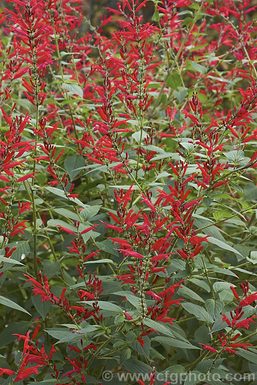 Pineapple Sage or Tangerine Sage (<i>Salvia elegans [syn. Salvia rutilans]), an aromatic autumn-flowering perennial or subshrub native to Mexico and Guatemala where it occurs in pine forests at elevations of 1800-2700m. It can grow to 2m high and wide, flowers over a long period and its foliage emits a pineapple scent when crushed. Order: Lamiales, Family: Lamiaceae