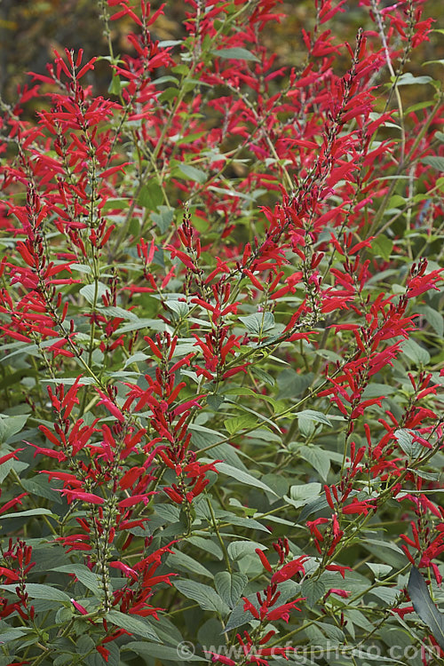Pineapple Sage or Tangerine Sage (<i>Salvia elegans [syn. Salvia rutilans]), an aromatic autumn-flowering perennial or subshrub native to Mexico and Guatemala where it occurs in pine forests at elevations of 1800-2700m. It can grow to 2m high and wide, flowers over a long period and its foliage emits a pineapple scent when crushed. Order: Lamiales, Family: Lamiaceae