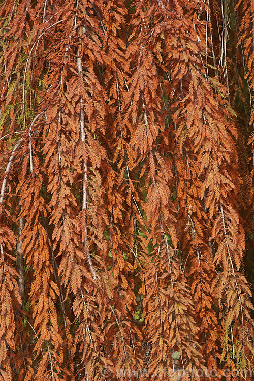 The autumn foliage of the Weeping Swamp Cypress or Weeping Bald. Cypress (<i>Taxodium distichum 'Cascade. Falls'), a cultivar of one of the few deciduous conifers. Capable of growing in shallow water, this species is native to the southeast United States 'Cascade. Falls' is grafted onto standard rootstock and will spread as a groundcover once the branches reach the ground. taxodium-2129htm'>Taxodium. Order: Pinales, Family: Cupressaceae
