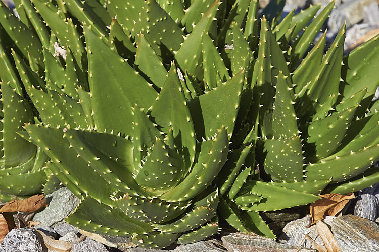 Gold-tooth. Aloe (<i>Aloe perfoliata</i>), a form of the species formerly known as Aloe mitriformis, which has now been incorporated with several other similar species into Aloe perfoliata. It is a low, evergreen, rosette-forming succulent native to the Cape region of South Africa. It is a spreading plant that can eventually grow to around 2m across. The flowers are orange-red and borne on stems up to 40cm tall. The leaves are edged and studded with yellow teeth. Order: Asparagales, Family: Asphodelaceae