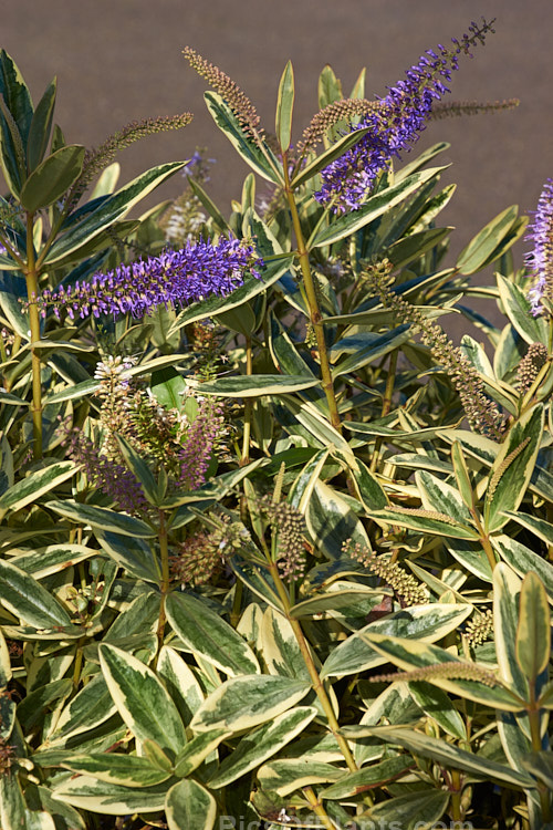 <i>Veronica x andersonii</i> (syn. <i>Hebe x andersonii</i>) 'Variegata', a popular brightly variegated cultivar of an H. salicifolia x H. speciosa hybrid that arose in Scotland in the mid-19th century. Order: Lamiales, Family: Plantaginaceae