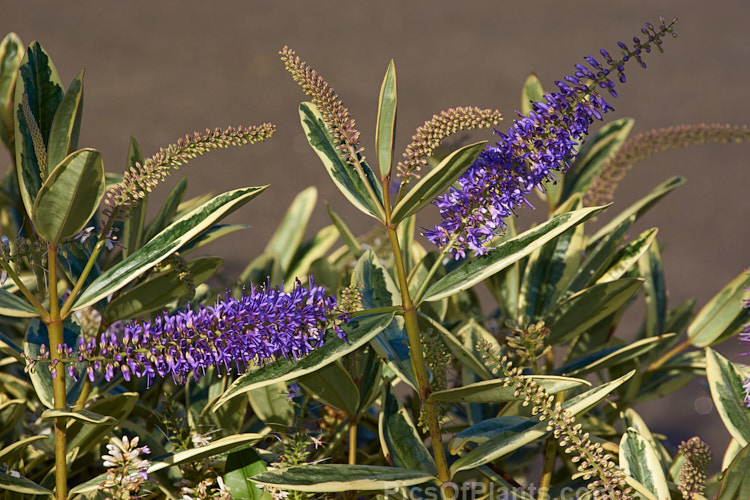 <i>Veronica x andersonii</i> (syn. <i>Hebe x andersonii</i>) 'Variegata', a popular brightly variegated cultivar of an H. salicifolia x H. speciosa hybrid that arose in Scotland in the mid-19th century. Order: Lamiales, Family: Plantaginaceae