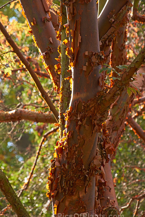 The peeling bark of the Paperbark Maple (<i>Acer griseum</i>) backlit by low autumn sun This a 6-12m tall tree comes from central China. Its foliage does not colour reliably in autumn but usually develops splashes of purple-red. Order: Sapindales, Family: Sapindaceae